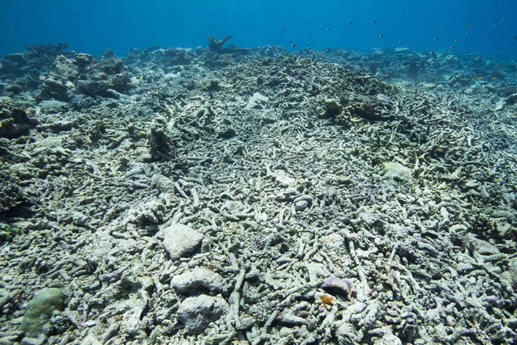 Coral bleaching as a result of climate change