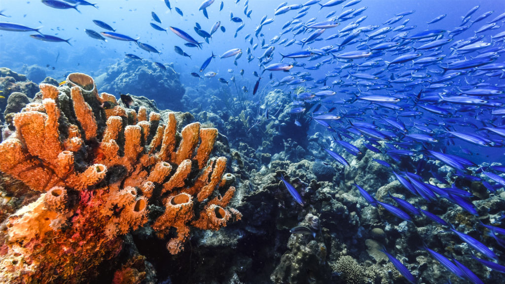 Coral reefs with marine life