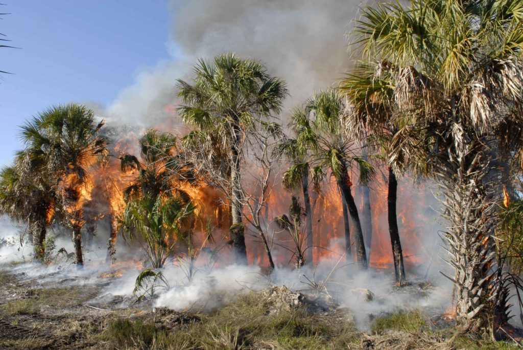 Large tropical forest fire