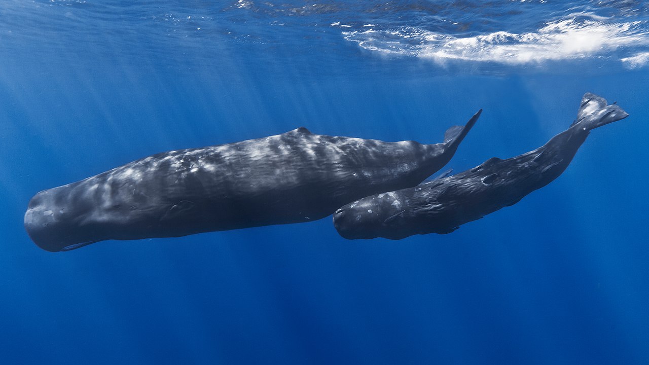 Restoring whale populations could help combat climate change.
