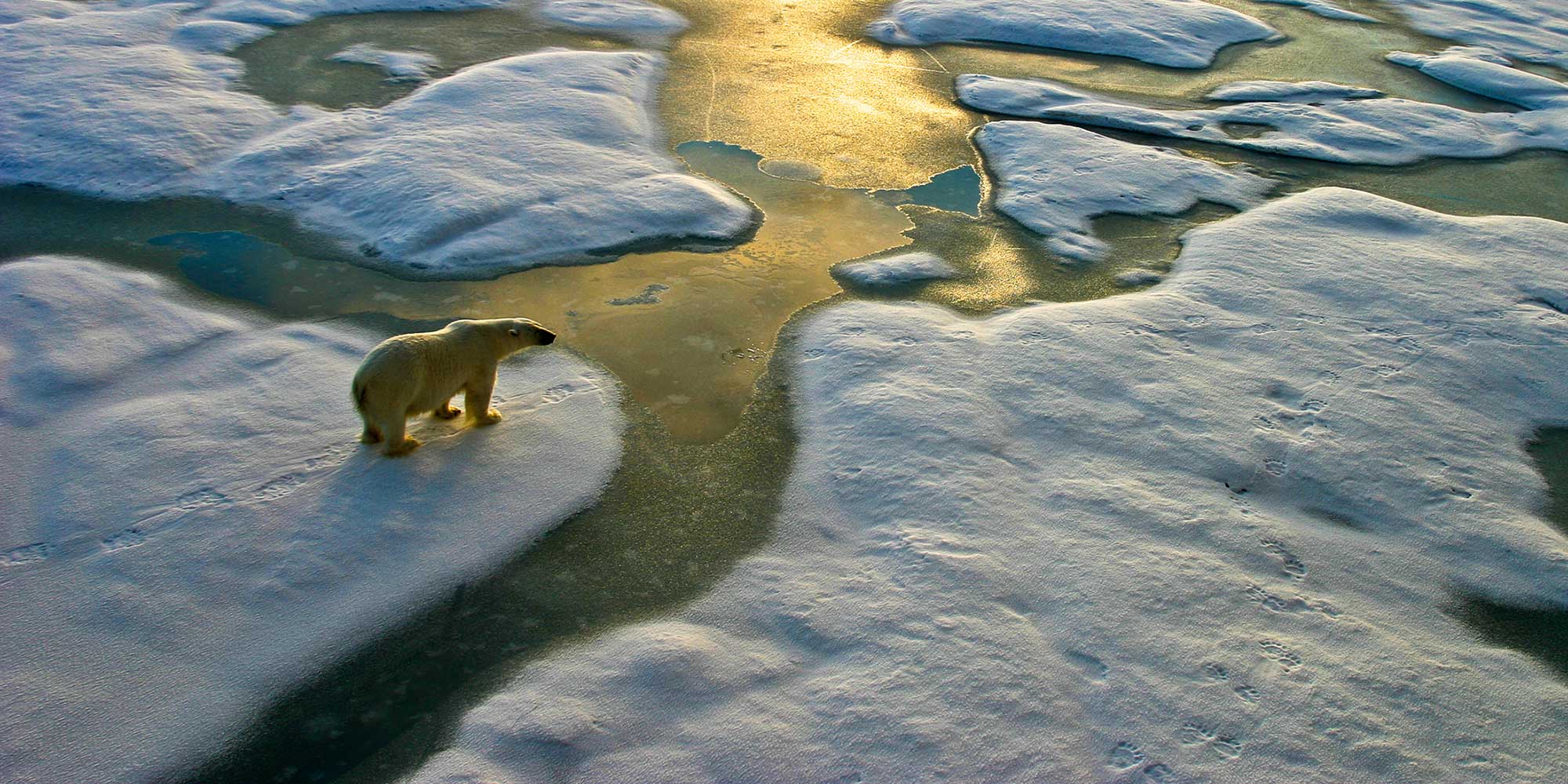 Climate change reducing the ice for polar bear