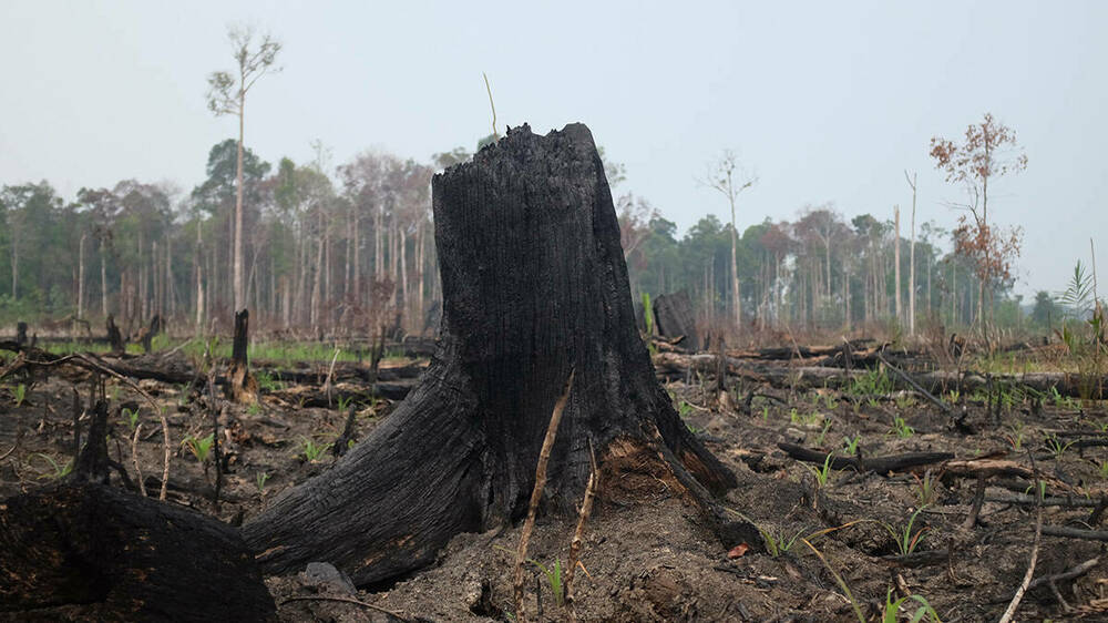 Tree stump in Indonesia where deforestation has been rampant