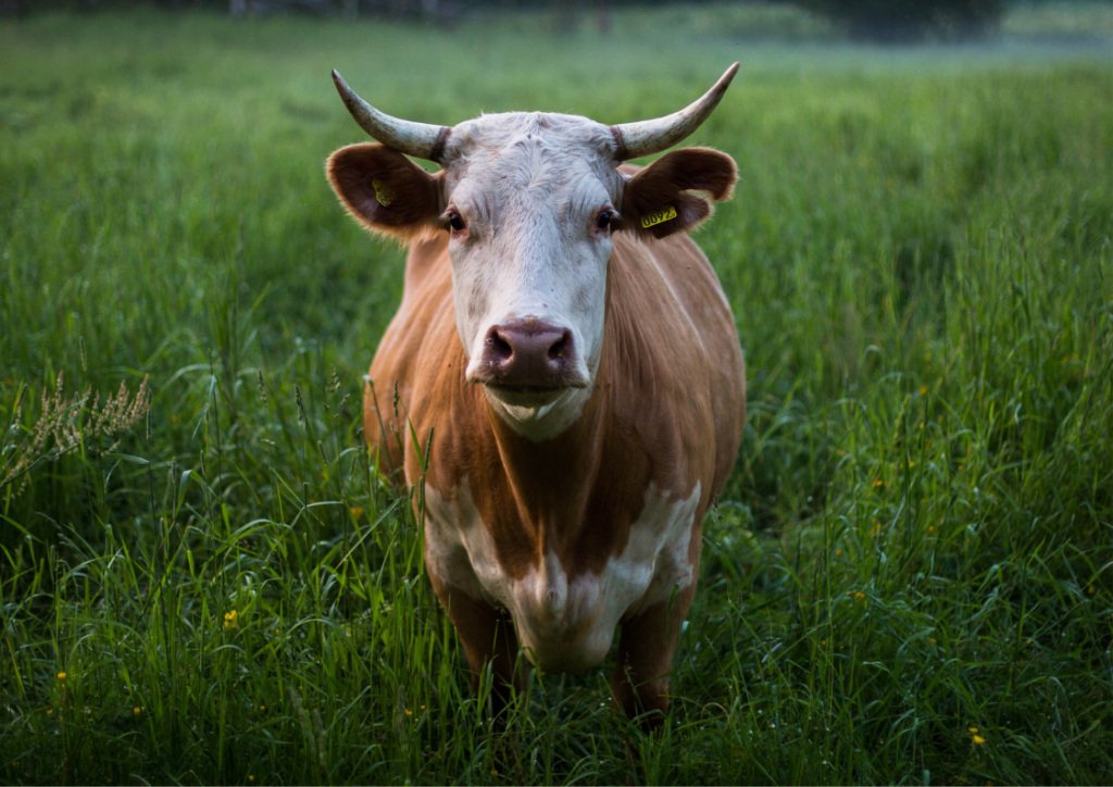 Livestock emissions are driving up methane levels.