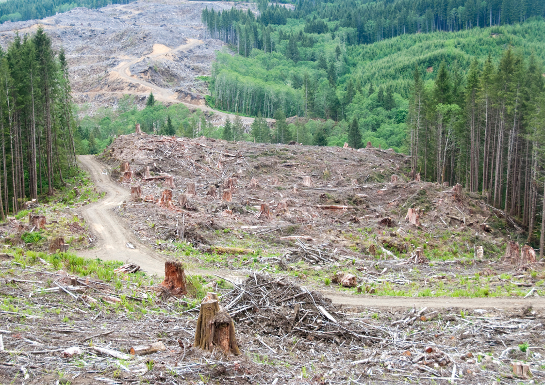 Companies must declare all their land use emissions such as land cleared for building.