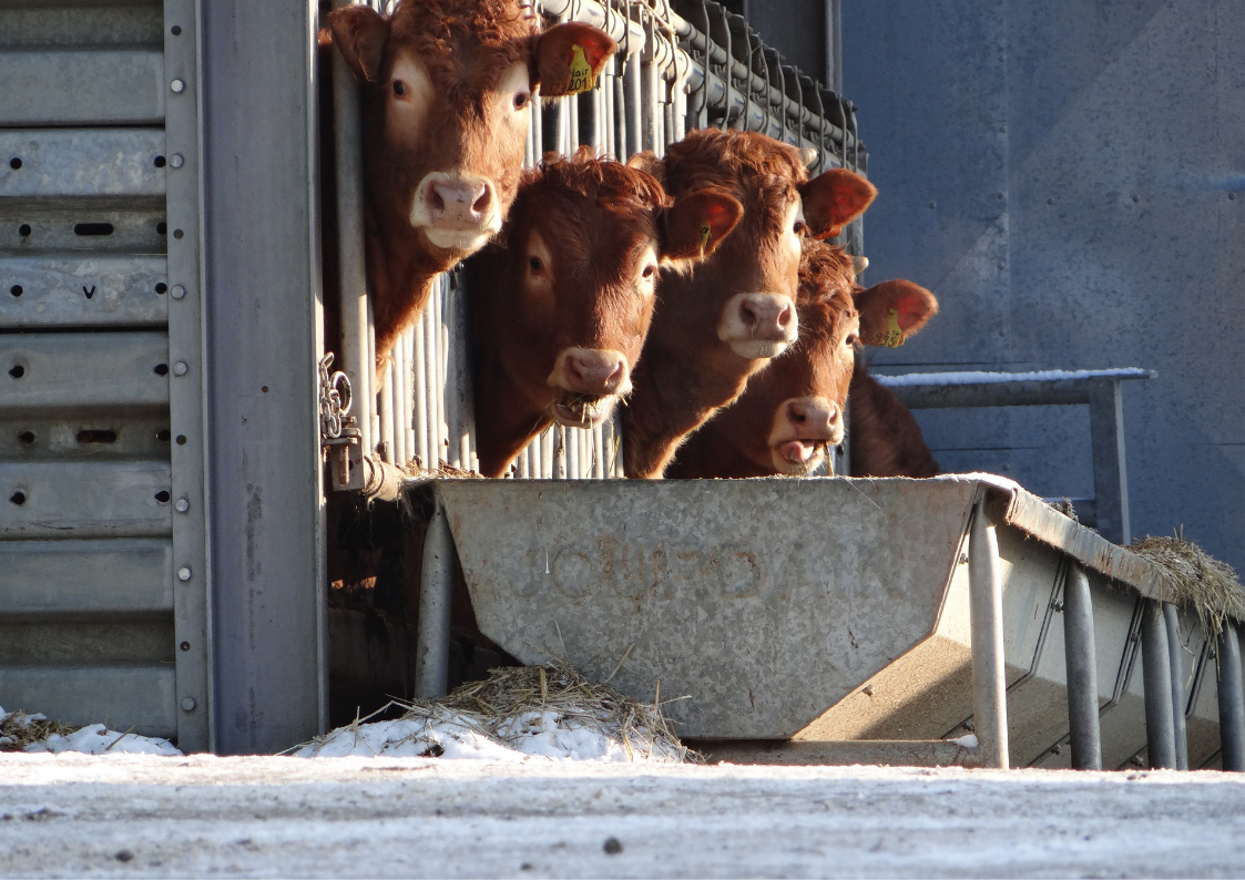 Cows in a commercial farm - industrial farming is a major source of methane.