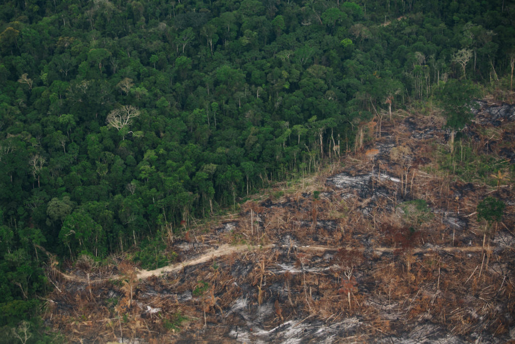 A strong majority of Europeans think businesses are failing in their responsibility to protect the world’s forests and therefore support a new law to ban products that destroy them.