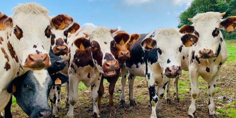 Livestock burps contribute 25%–30% of global methane emissions. Some feed supplements to reduce emissions are already being sold as voluntary carbon credits, but scientific credibility, scalability and safety remain unclear.
